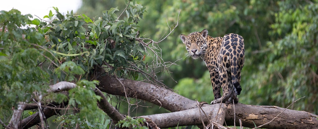 VidaSilvestre-jaguar-BBVA VidaSilvestre-jaguar-BBVA