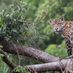 VidaSilvestre-jaguar-BBVA