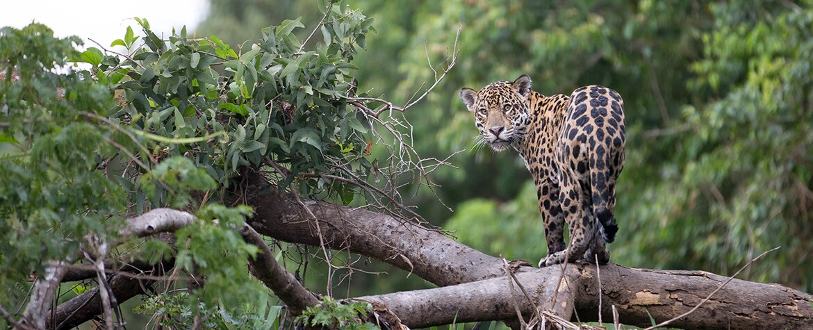 VidaSilvestre-jaguar-BBVA
