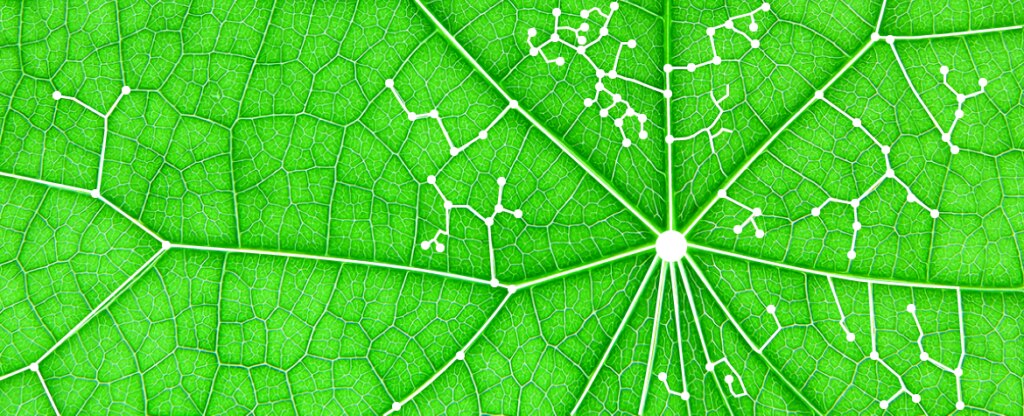 hoja verde, taxonomia fotografía de hoja verde, taxonomia BBVA