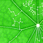hoja verde, taxonomia fotografía de hoja verde, taxonomia BBVA