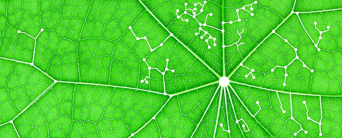 hoja verde, taxonomia fotografía de hoja verde, taxonomia BBVA