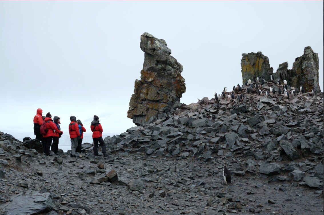 Los,pingüinos,viven,grandes,comunidades,península,antártica