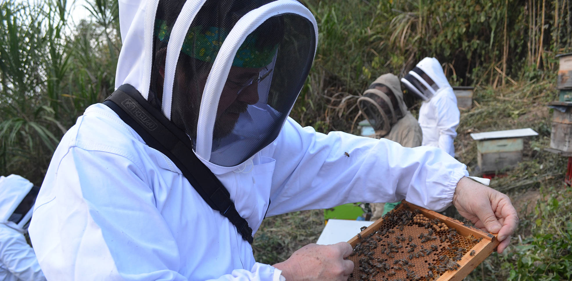Las-abejas-son-animales-que-producen-alimentos-que-pueden-ser-un-beneficio-para-la-Humanidad