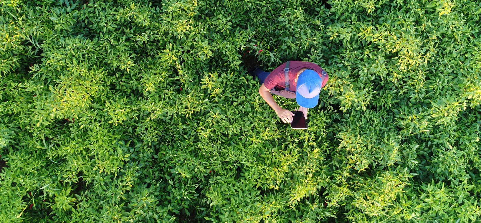 aplicaciones-medioambiente-sostenibilidad-bbva