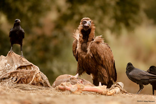 Buitre-Oeste Ibérico- Biodiversidad-Conservación-Fundación Naturaleza y Hombre-España-Fundación BBVA Buitre-Oeste Ibérico- Biodiversidad-Conservación-Fundación Naturaleza y Hombre-España-Fundación BBVA