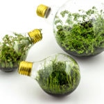 Fotografía de bombillas, plantas, medio ambiente, cambio climático, electricidad, consumo, eficiencia energética, tierra