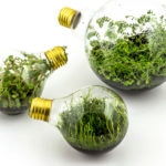 bombillas, plantas, medio ambiente, cambio climático, electricidad, consumo, eficiencia energética, tierra Fotografía de bombillas, plantas, medio ambiente, cambio climático, electricidad, consumo, eficiencia energética, tierra