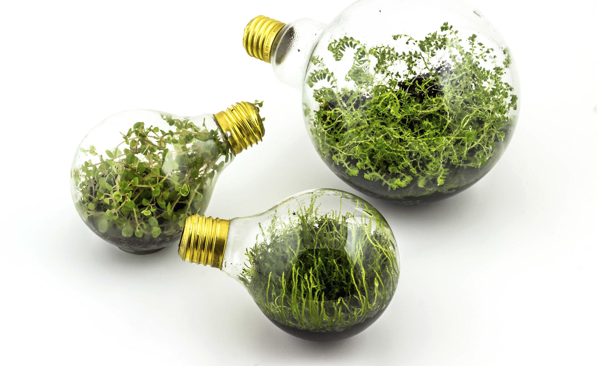 Fotografía de bombillas, plantas, medio ambiente, cambio climático, electricidad, consumo, eficiencia energética, tierra