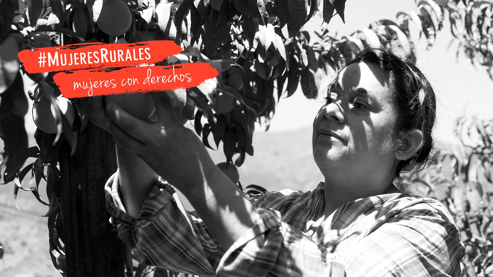 Banner campaña FAO #MujeresRurales, con la FMBBVA Banner campaña FAO #MujeresRurales, con la FMBBVA