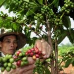 EFE blockchain impacto inclusion financiera ethichub pequeños agricultores cafe prestamos recurso bbva
