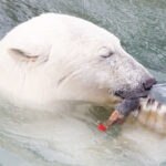 oso-polar-plastico-cambio-climatico-medio-ambiente-bbva
