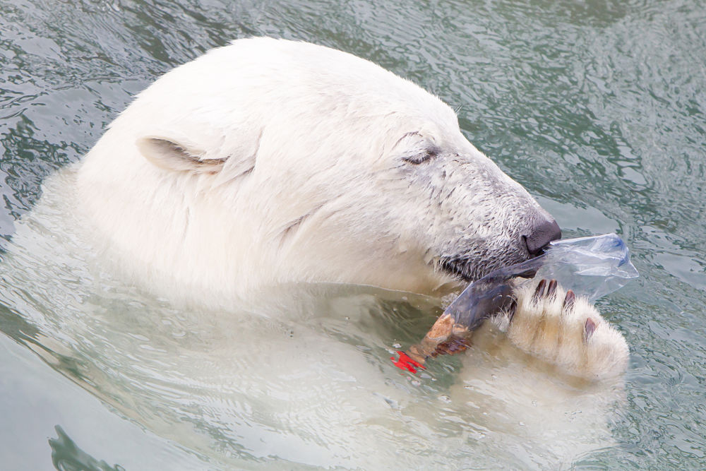 oso-polar-plastico-cambio-climatico-medio-ambiente-bbva oso-polar-plastico-cambio-climatico-medio-ambiente-bbva