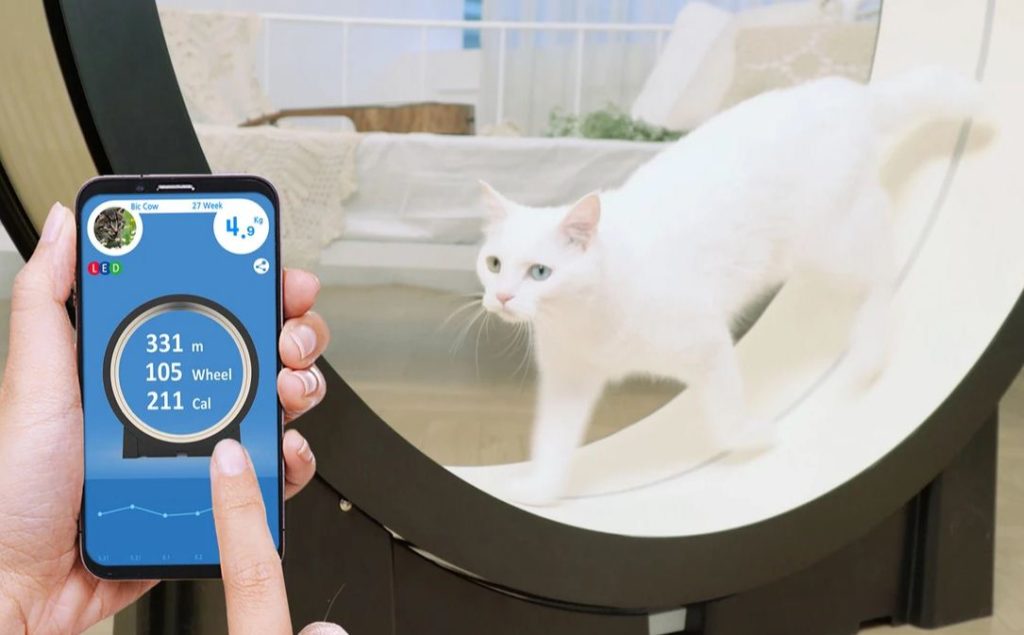 The Little Cat (Pet Ding) - CES 2019 - BBVA The Little Cat (Pet Ding) - CES 2019 - BBVA