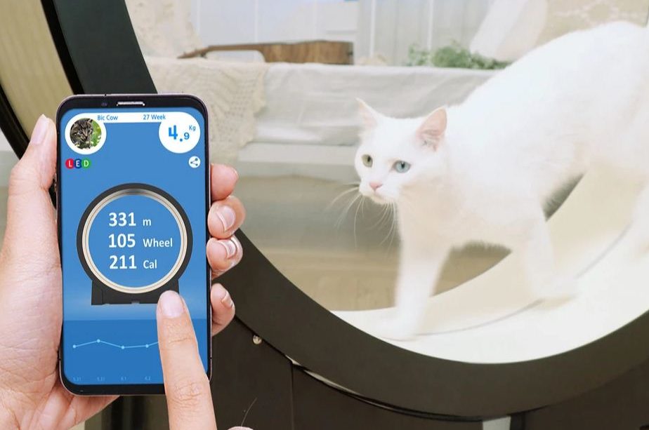 The Little Cat (Pet Ding) - CES 2019 - BBVA The Little Cat (Pet Ding) - CES 2019 - BBVA