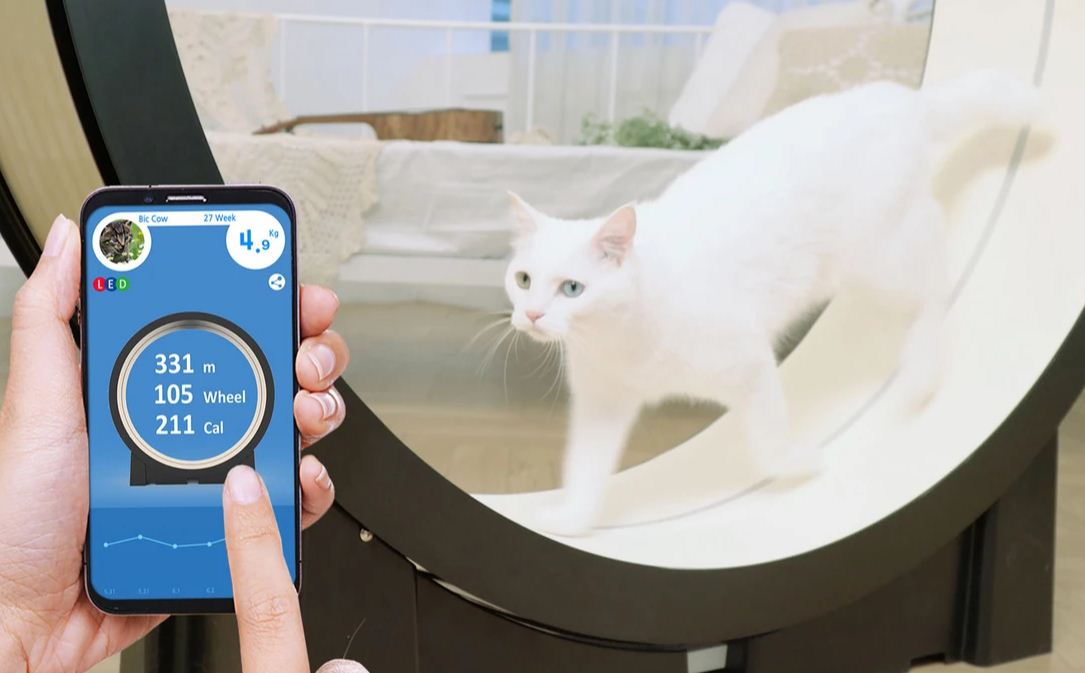 The Little Cat (Pet Ding) - CES 2019 - BBVA The Little Cat (Pet Ding) - CES 2019 - BBVA