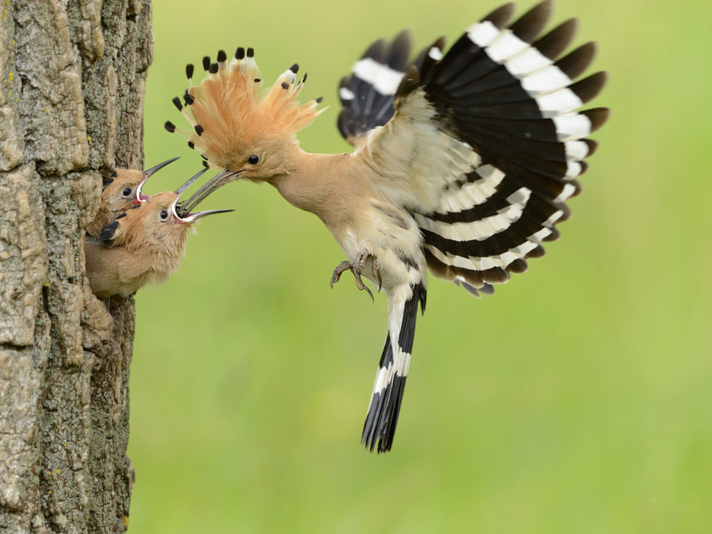 Abubilla ©Bildagentur Zoonar GmbH-shutterstock_194063315