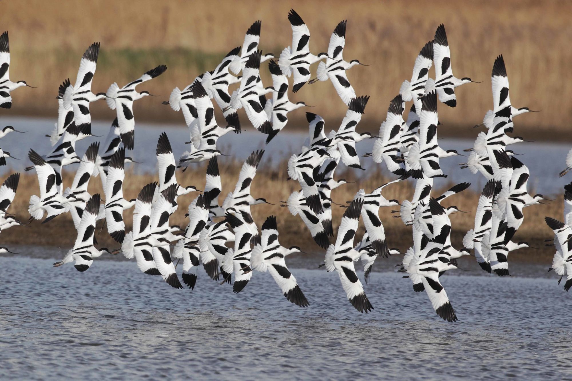 Las Aves De España Migran A Tu Móvil Bbva