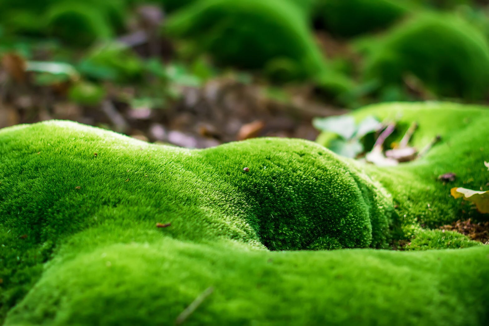 Premio-Biophilia-Recurso-BBVA