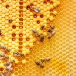abejas recurso miel bbva
