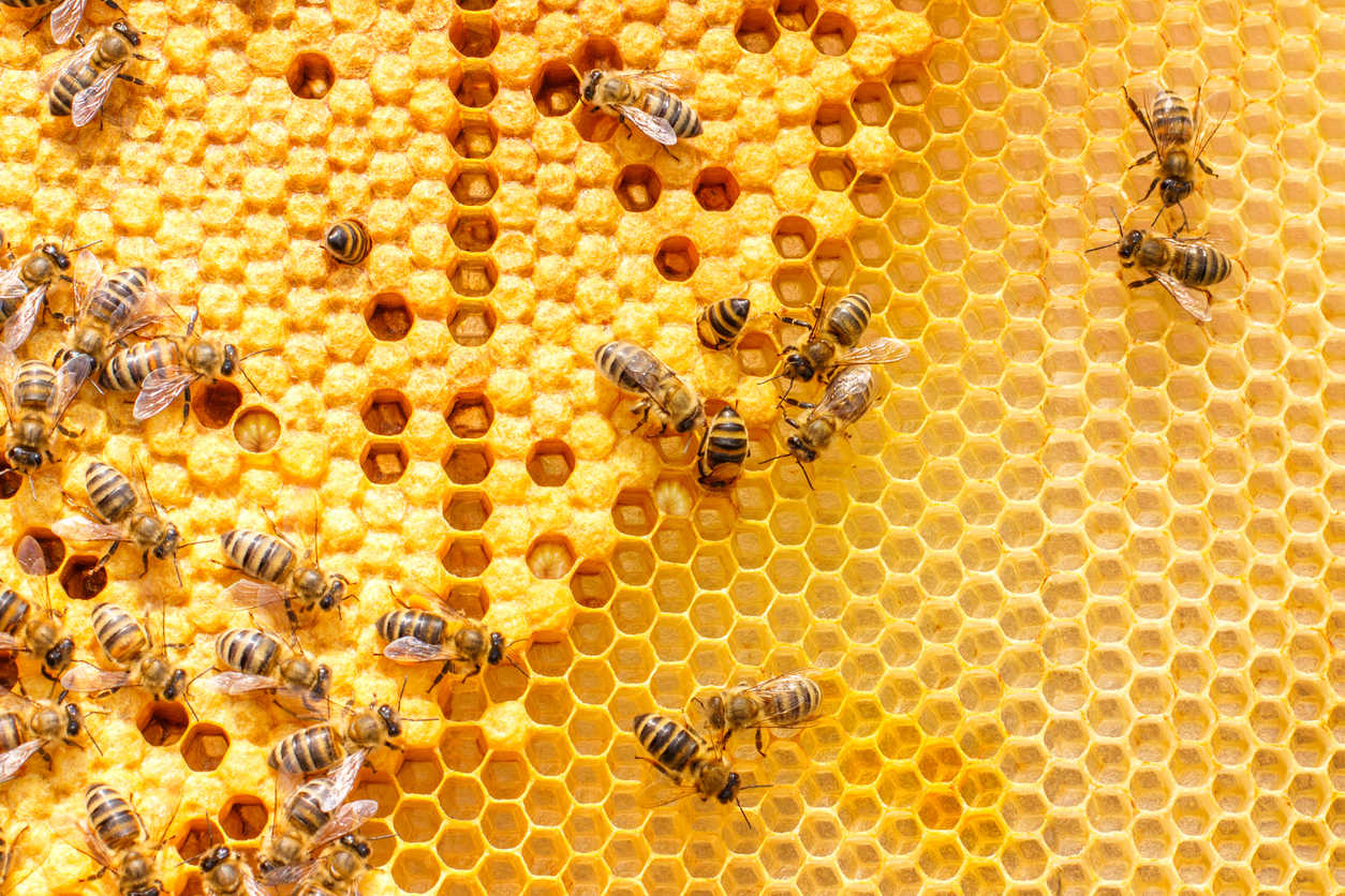 abejas recurso miel bbva abejas recurso miel bbva