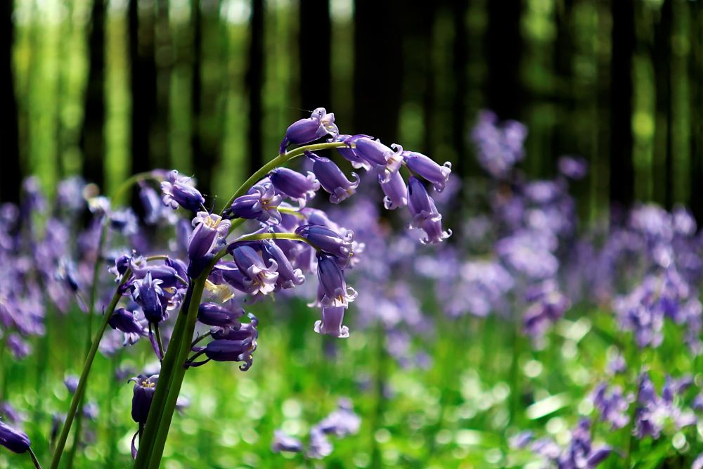 flores-campo-sostenible-banca-responsable-verde-ecologico-sostenibilidad-ods-bbva-recurso flores-campo-sostenible-banca-responsable-verde-ecologico-sostenibilidad-ods-bbva