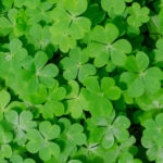 Fotografía de irlanda, verde, plantas, sostenible, medioambiente, trébol