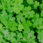 irlanda, verde, plantas, sostenible, medioambiente, trébol Fotografía de irlanda, verde, plantas, sostenible, medioambiente, trébol