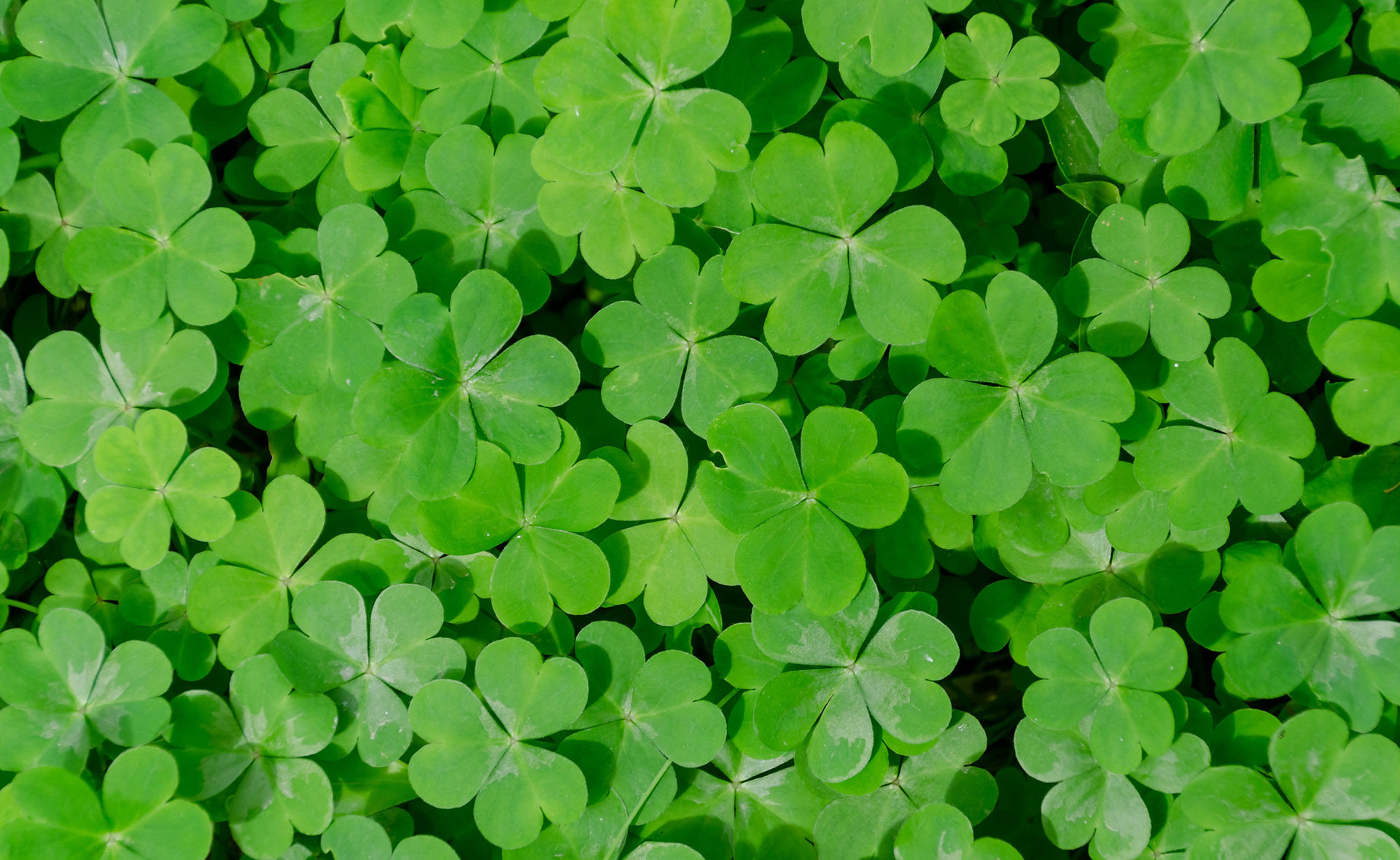 Fotografía de irlanda, verde, plantas, sostenible, medioambiente, trébol