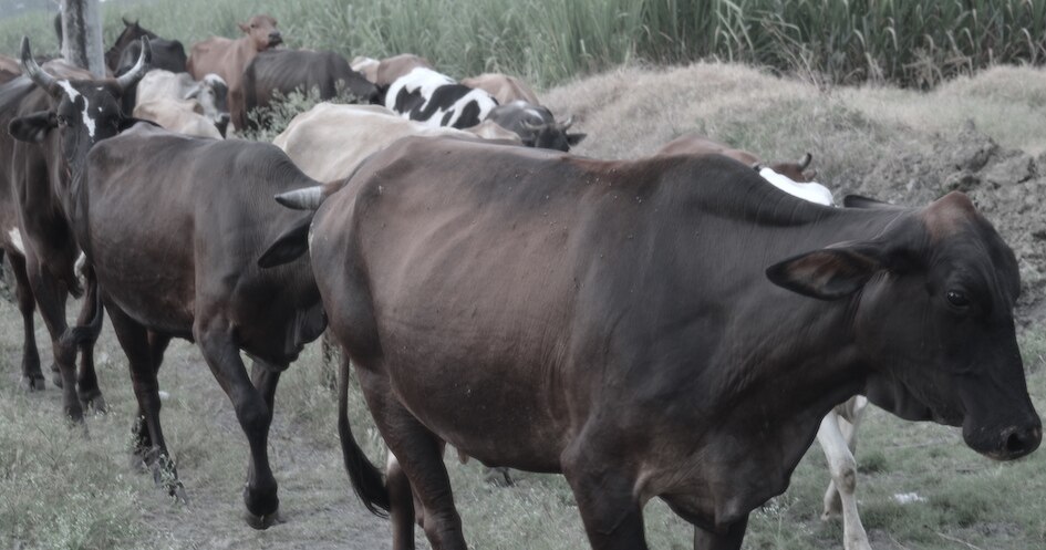 El Banco Ganadero, fue uno de los impulsores del campo colombiano El Banco Ganadero, fue uno de los impulsores del campo colombiano