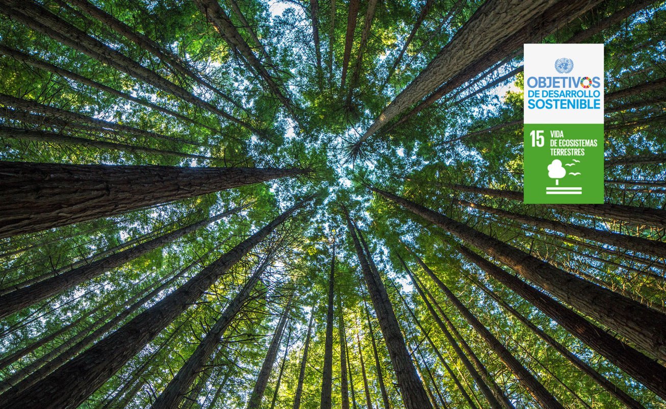 ODS_15_ecosistemas_terrestres_reforestacion_bbva ODS_15_ecosistemas_terrestres_reforestacion_bbva