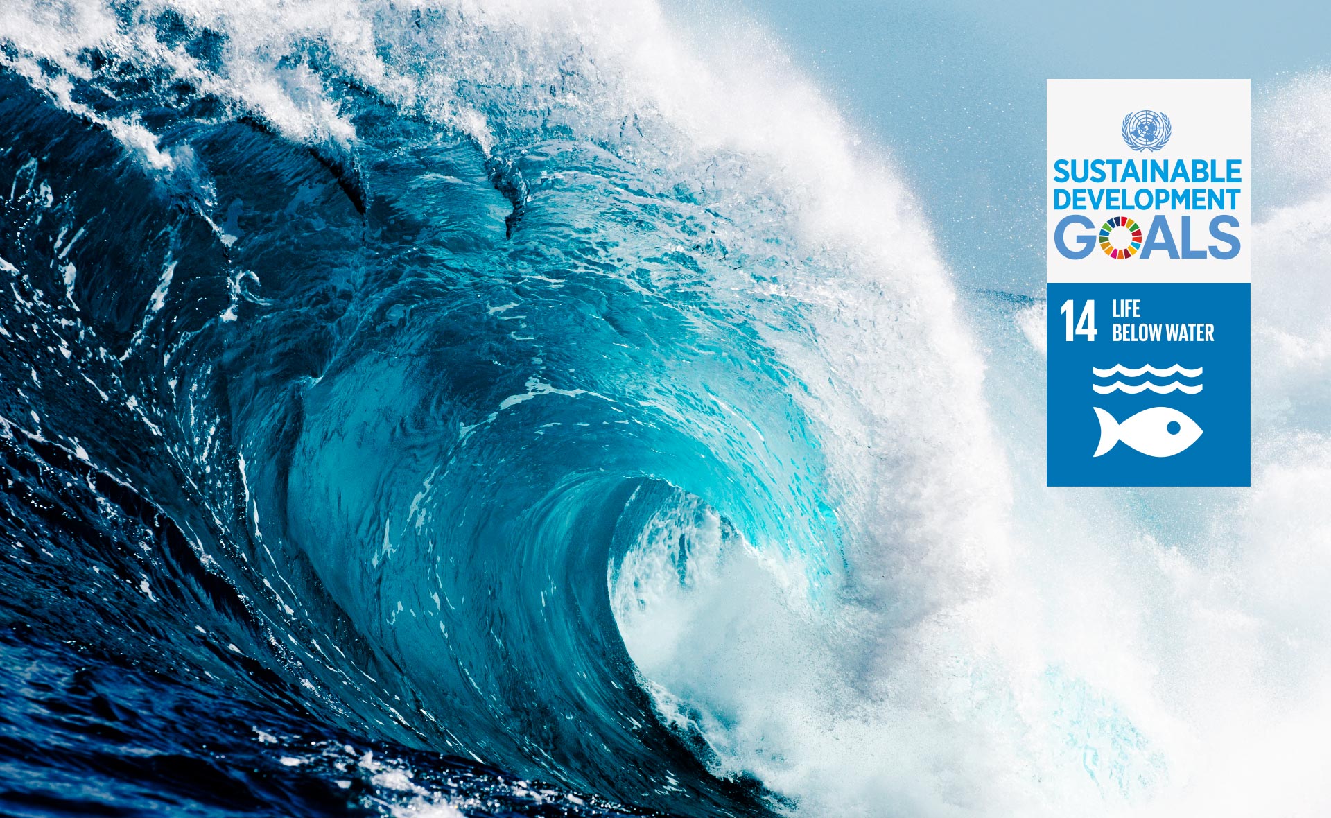 What is BBVA doing to conserve the oceans, seas and marine resources?