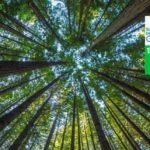 sds_15_forest_ecosystems_reforestation_bbva sds_15_forest_ecosystems_reforestation_bbva
