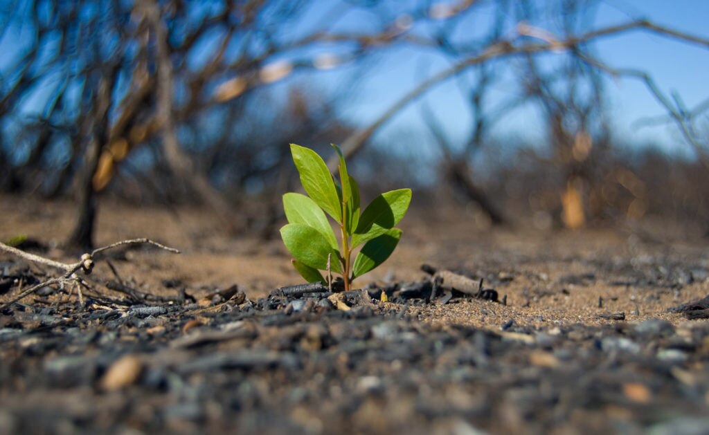 Gran_Canaria_reforestacion_incendio_recurso_bbva Gran_Canaria_reforestacion_incendio_recurso_bbva