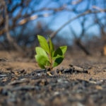 Gran_Canaria_reforestacion_incendio_recurso_bbva Gran_Canaria_reforestacion_incendio_recurso_bbva