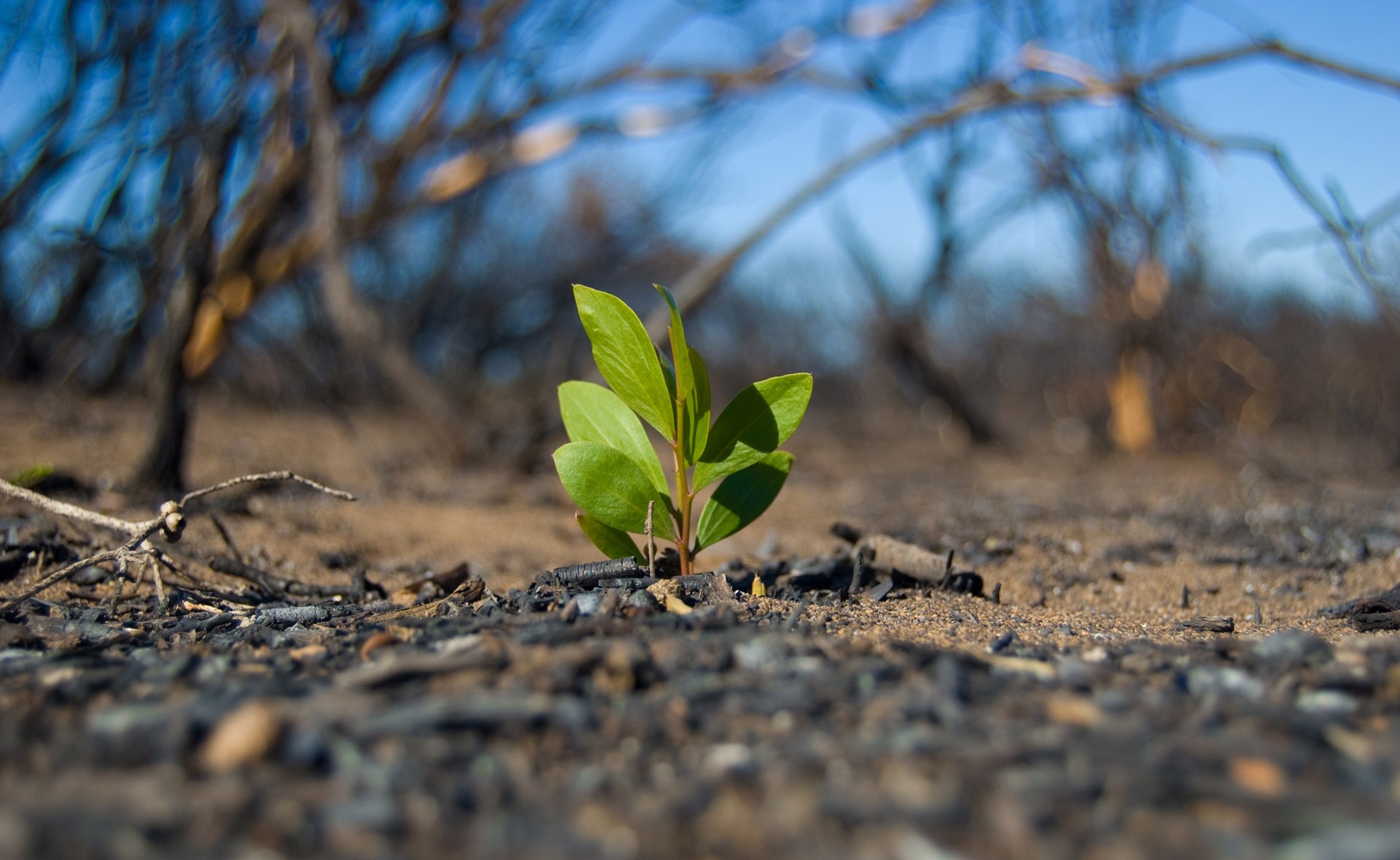 Gran_Canaria_reforestacion_incendio_recurso_bbva Gran_Canaria_reforestacion_incendio_recurso_bbva