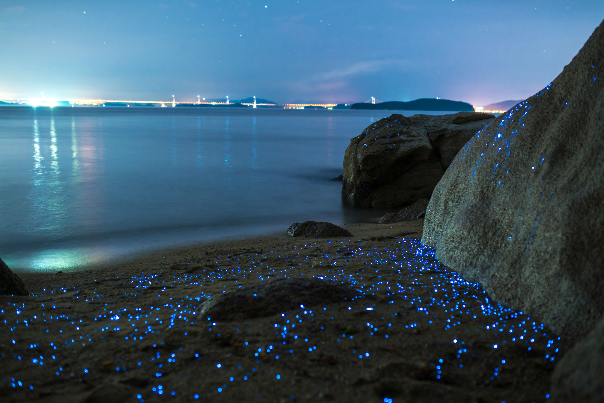 Ballenas bioluminiscentes en acción