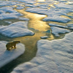 bbva-cambio-climatico-oso-polar-medioambiente-cuidado-planeta-deshielo bbva-cambio-climatico-oso-polar-medioambiente-cuidado-planeta-deshielo