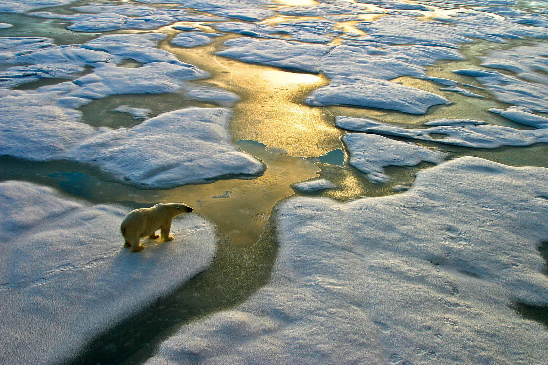 bbva-cambio-climatico-oso-polar-medioambiente-cuidado-planeta-deshielo
