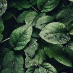Hojas, gotas, verde, vegetación, sostenibilidad, finanzas sostenibles, naturaleza Fotografía de Hojas, gotas, verde, vegetación, sostenibilidad, finanzas sostenibles, naturaleza