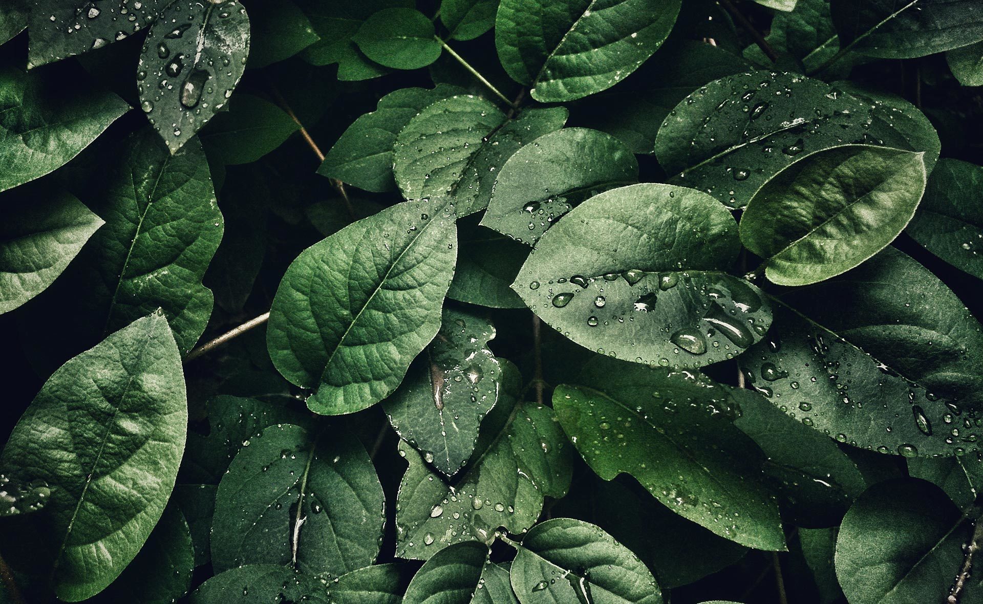 Fotografía de Hojas, gotas, verde, vegetación, sostenibilidad, finanzas sostenibles, naturaleza