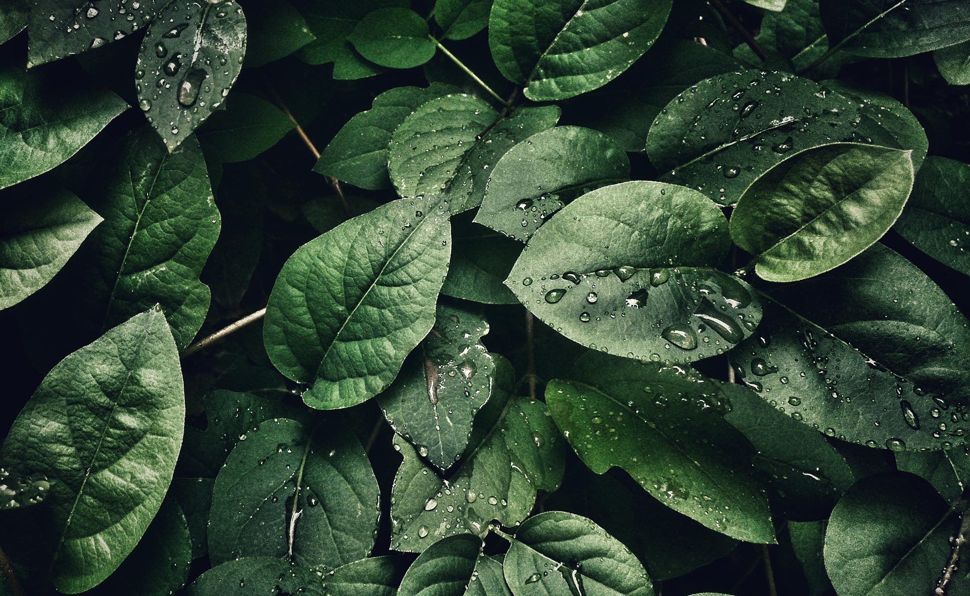 Hojas, gotas, verde, vegetación, sostenibilidad, finanzas sostenibles, naturaleza Fotografía de Hojas, gotas, verde, vegetación, sostenibilidad, finanzas sostenibles, naturaleza
