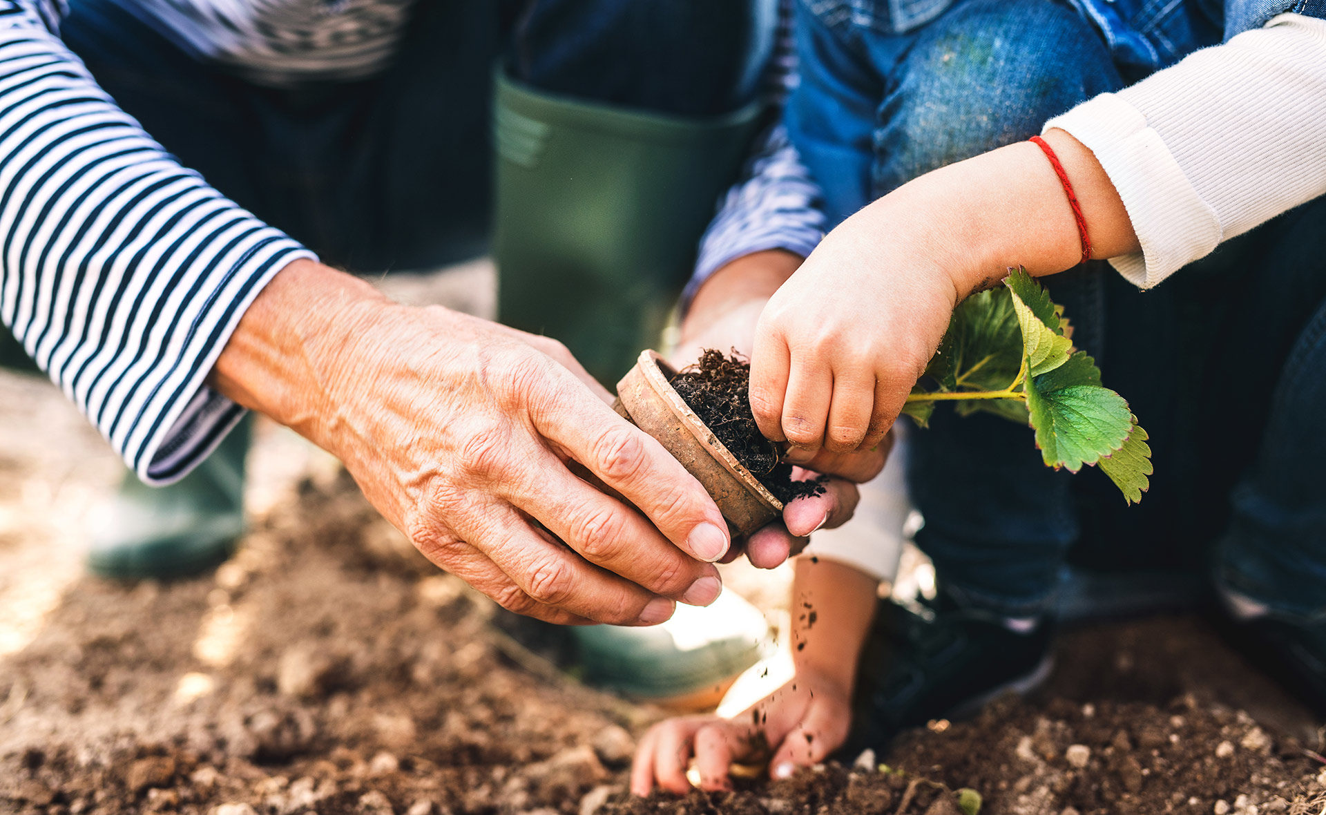 Jubilacion-mercados-sostenibilidad- plantar- medio ambiente- tierra-planta