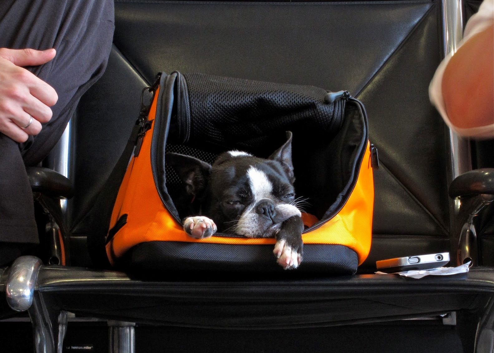 viajar con mascota viajar con mascota