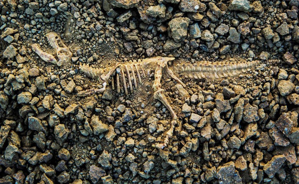 BBVA-OpenMind-Dinosaurios-extinción-historia BBVA-OpenMind-Dinosaurios-extinción-historia