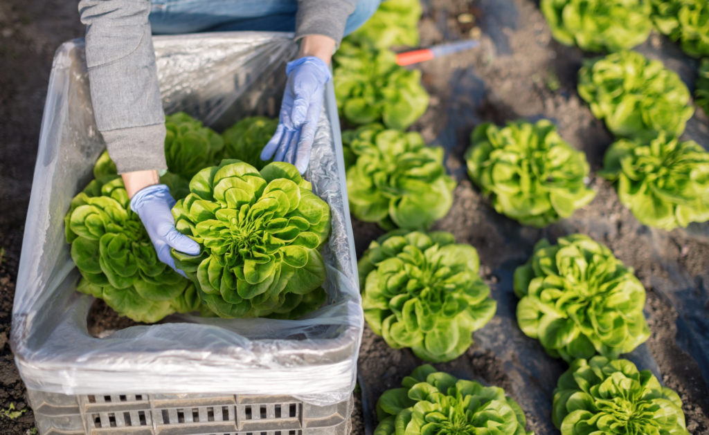 consumo_responsable-naturaleza-alimentos-sostenibilidad-huerto