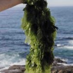 Recolección de algas - Sacha Hormaechea_libro Raices