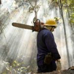hombre, destruccion, naturaleza, cuidado, medioambiente, planeta, deforestacion