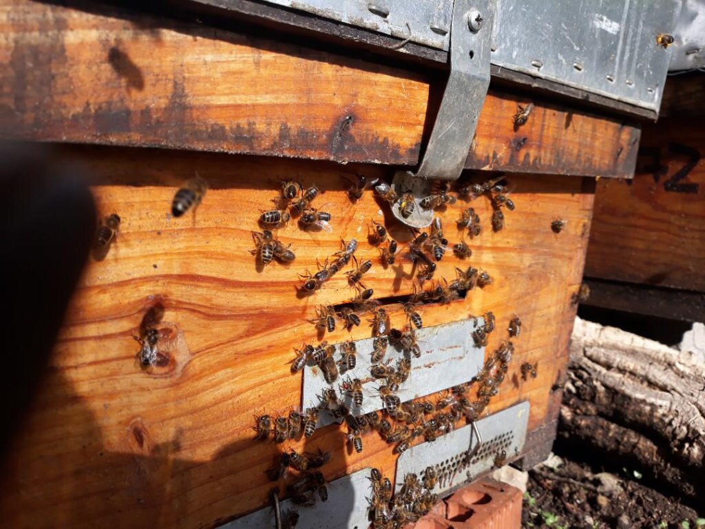 Polen natural de abeja archivos - Miel de Romero Artesanal