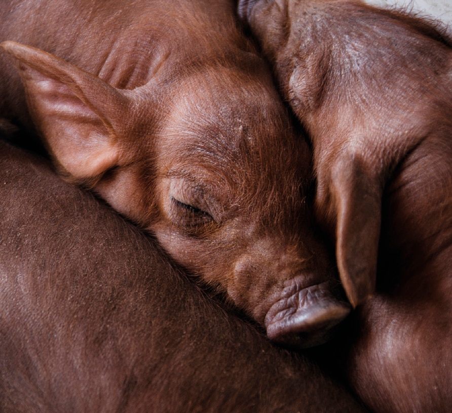 Cochinillos ibéricos en las instalaciones de País de Quercus